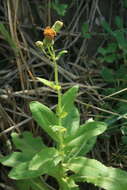 Image de Sonchus brachyotus DC.