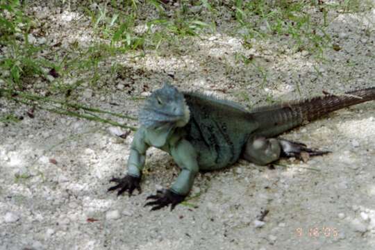 Image de Iguane bleu