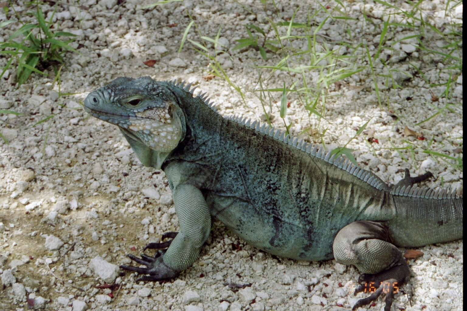 Plancia ëd Cyclura lewisi Grant 1940