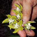 Image of Nephradenia linearis Benth. & Hook. fil.