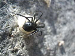 Latrodectus thoracicus Nicolet 1849的圖片