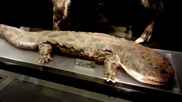 Image of Japanese Giant Salamander