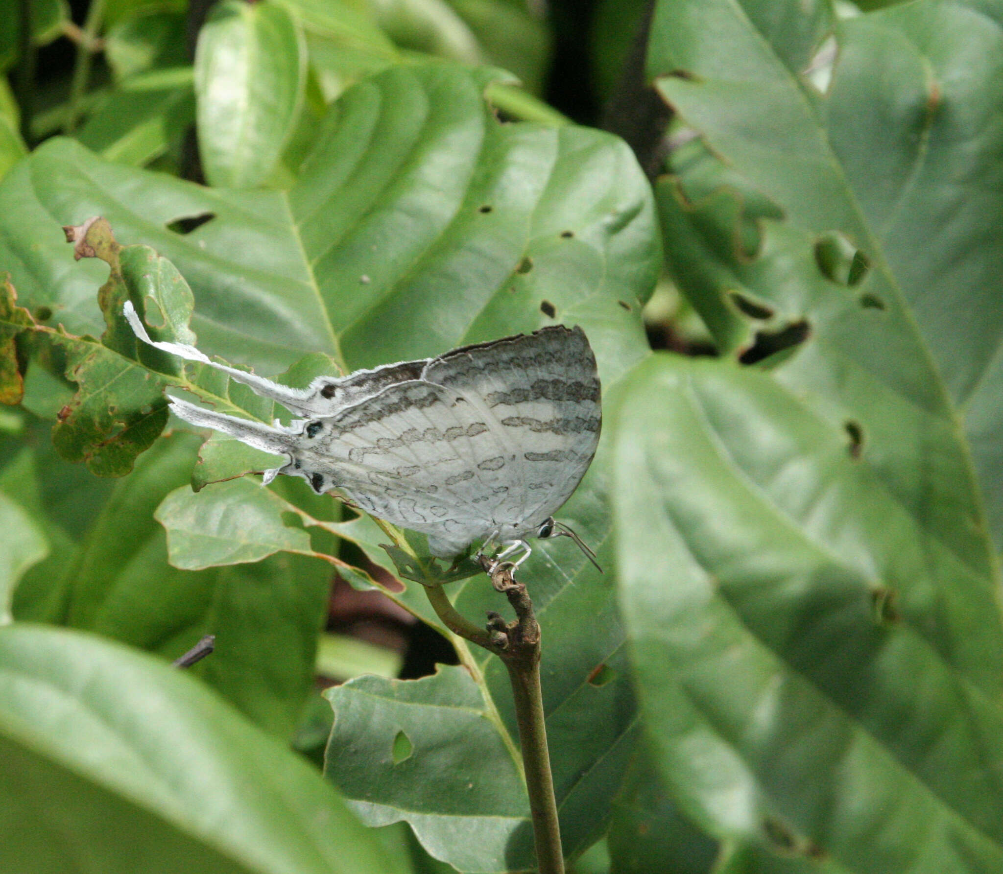 Image of Neomyrina hiemalis (Godman & Salvin 1878)