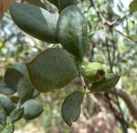 Image of Bark bush