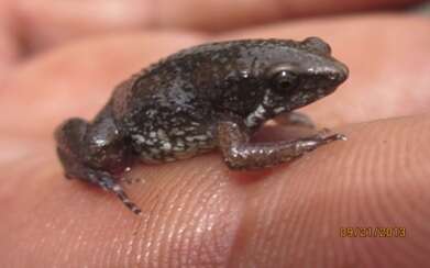 Image of Two-spaded Narrowmouth Toad