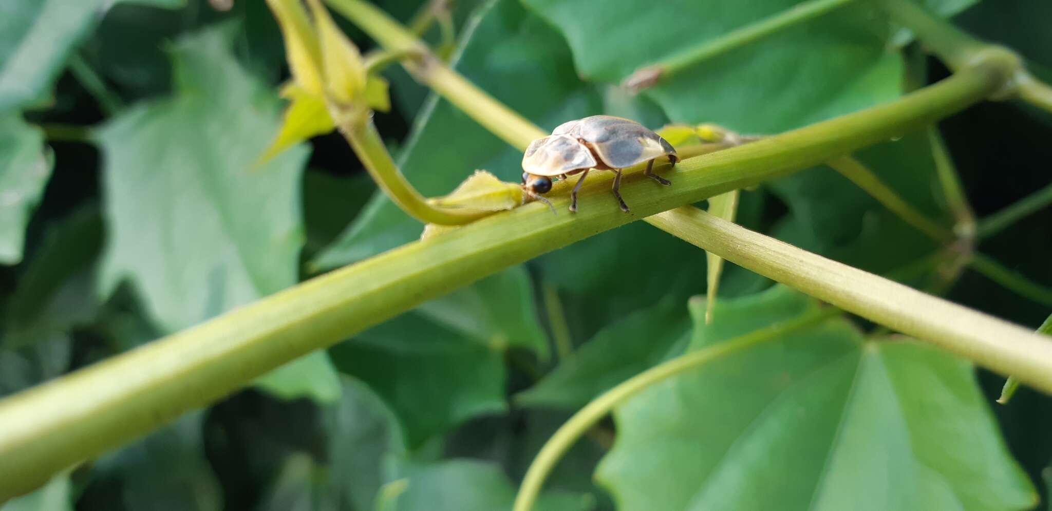 Imagem de Aspisoma hesperum (Linnaeus 1767)