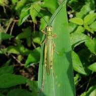 Adimantus cubiceps (Gerstaecker 1873)的圖片