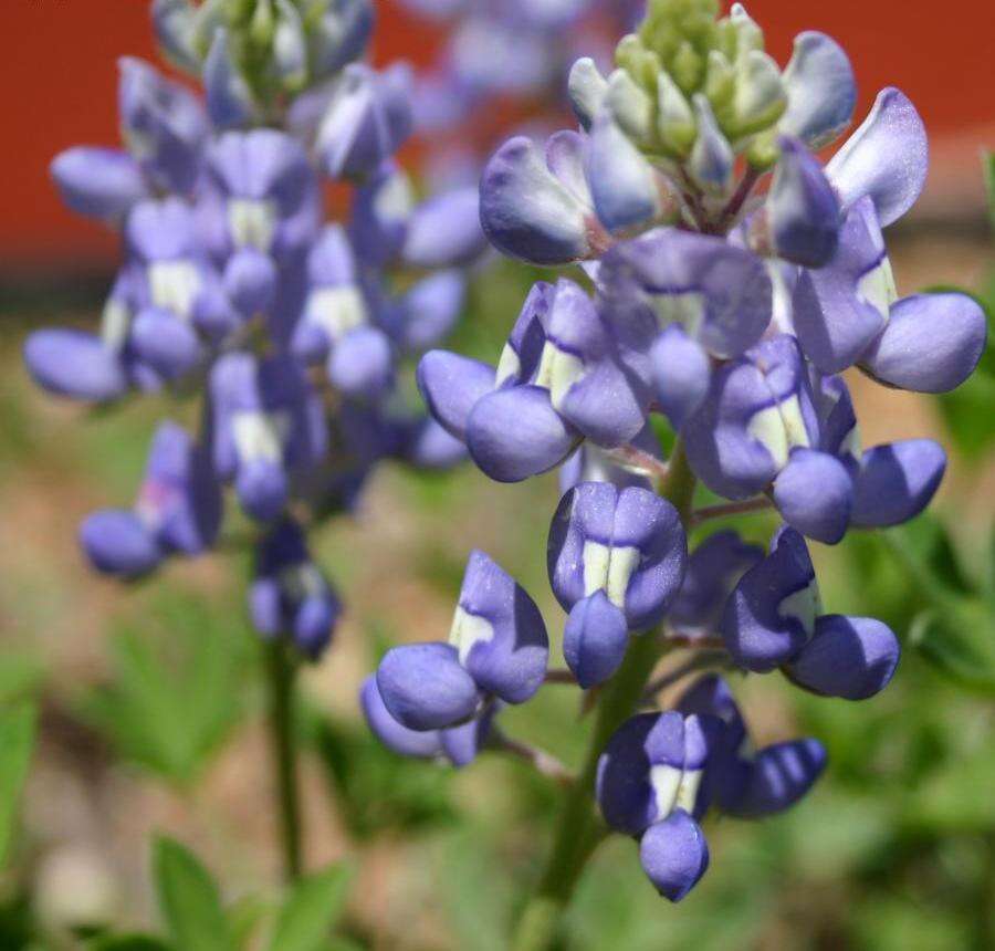 Image of Texas lupine