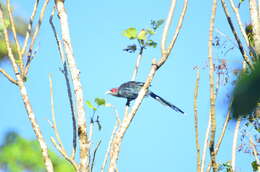 Image of Black-bellied Malkoha