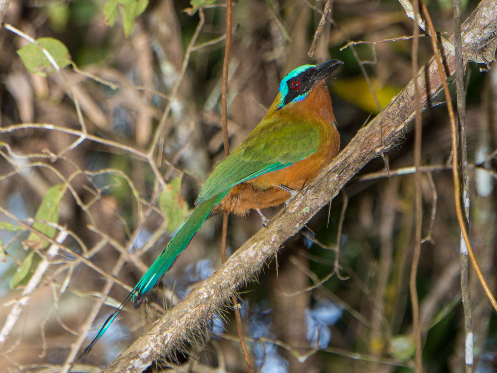 صورة Momotus bahamensis (Swainson 1838)