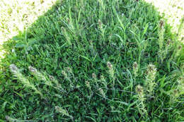 Image of attenuate Indian paintbrush