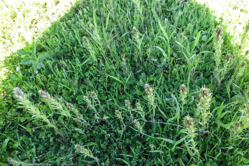 Image of attenuate Indian paintbrush