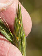 Image of California brome