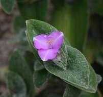 Image of Tradescantia sillamontana Matuda