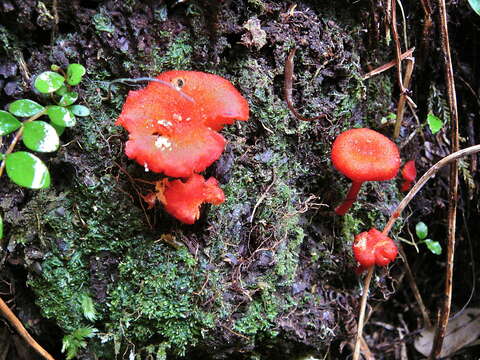 Image de Hygrocybe procera (G. Stev.) E. Horak 1971