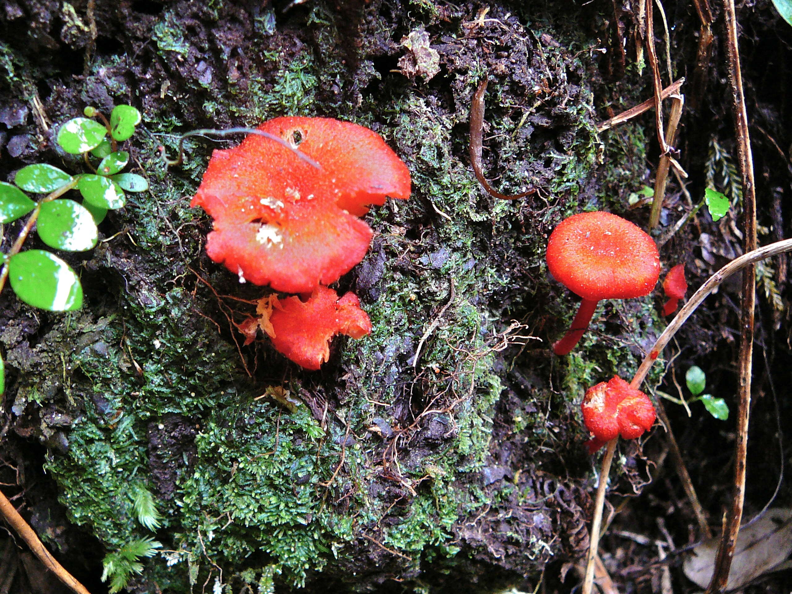 Sivun Hygrocybe procera (G. Stev.) E. Horak 1971 kuva