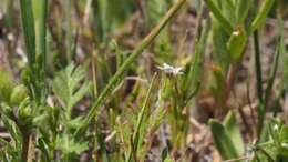 Image of purplespot gilia