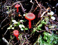 Image de Hygrocybe procera (G. Stev.) E. Horak 1971