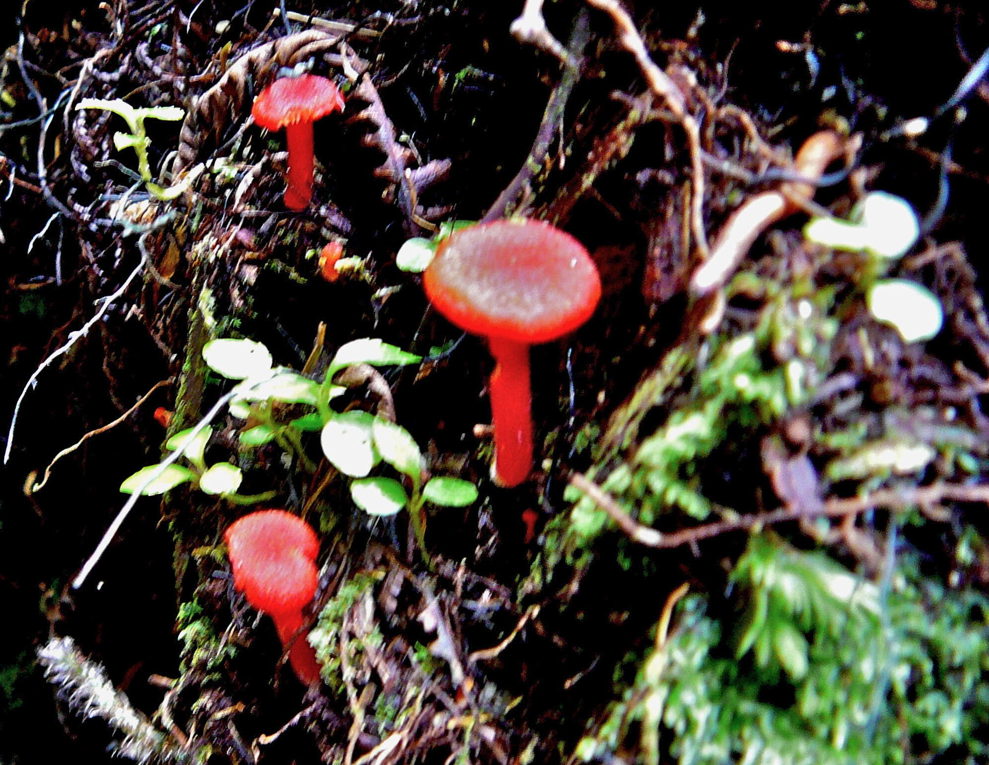 Sivun Hygrocybe procera (G. Stev.) E. Horak 1971 kuva