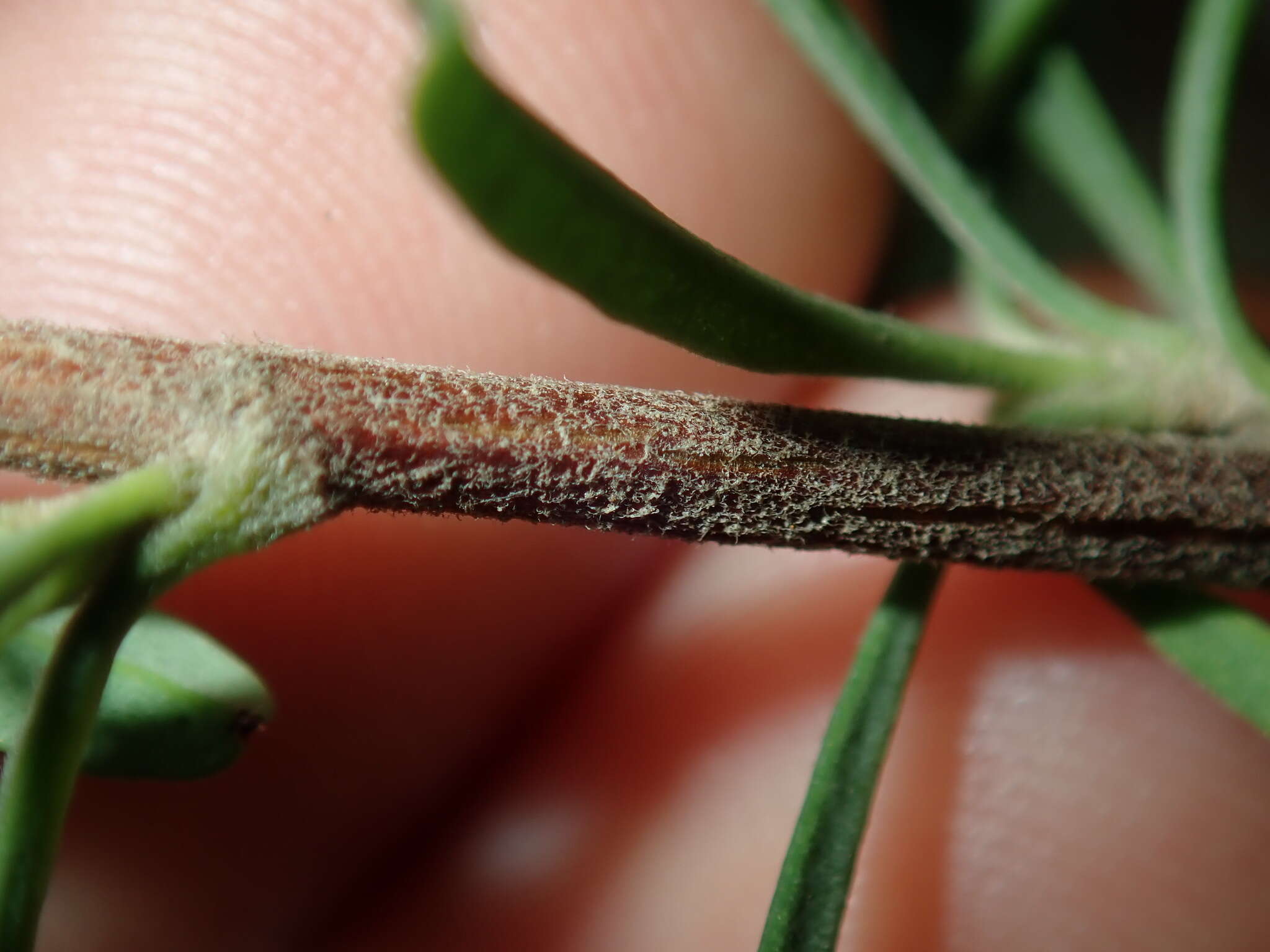 Image of Hibbertia linearis R. Br. ex DC.