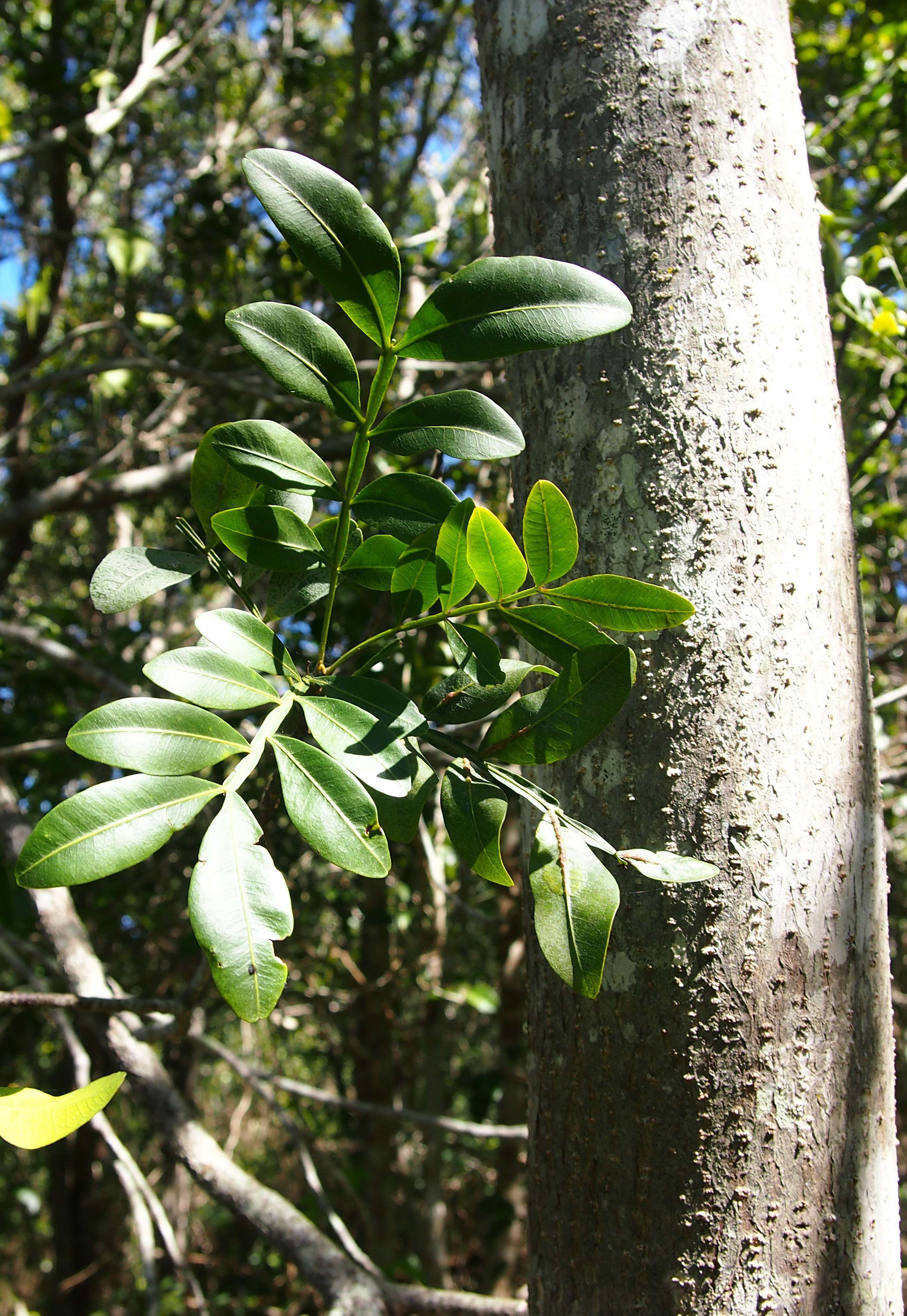 Atalaya salicifolia (DC.) Bl.的圖片