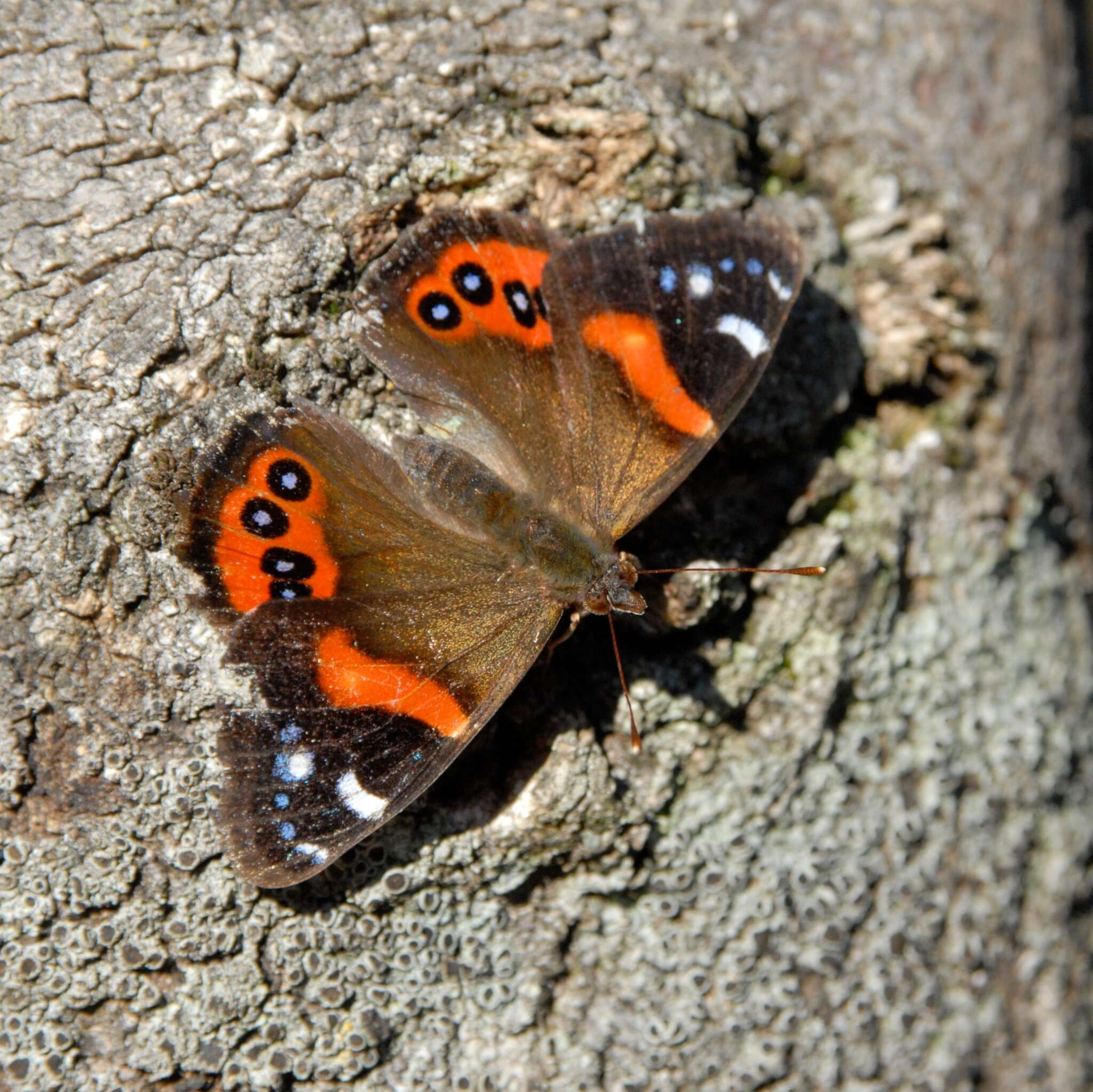 Image of Vanessa gonerilla gonerilla