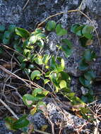 Image of Smilax australis R. Br.