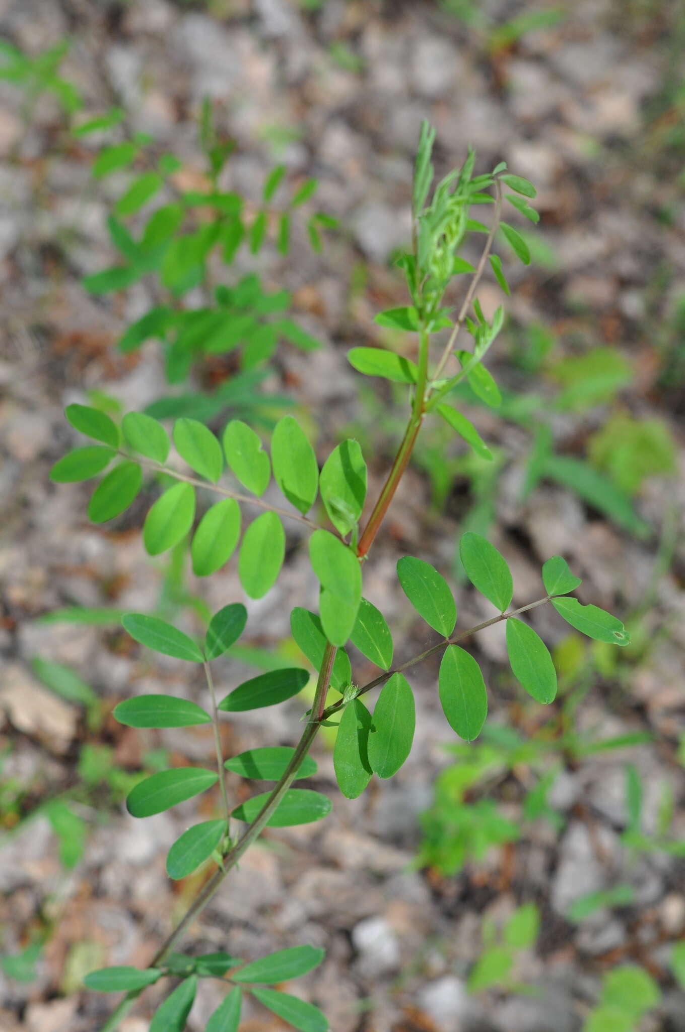 Imagem de Lathyrus niger (L.) Bernh.