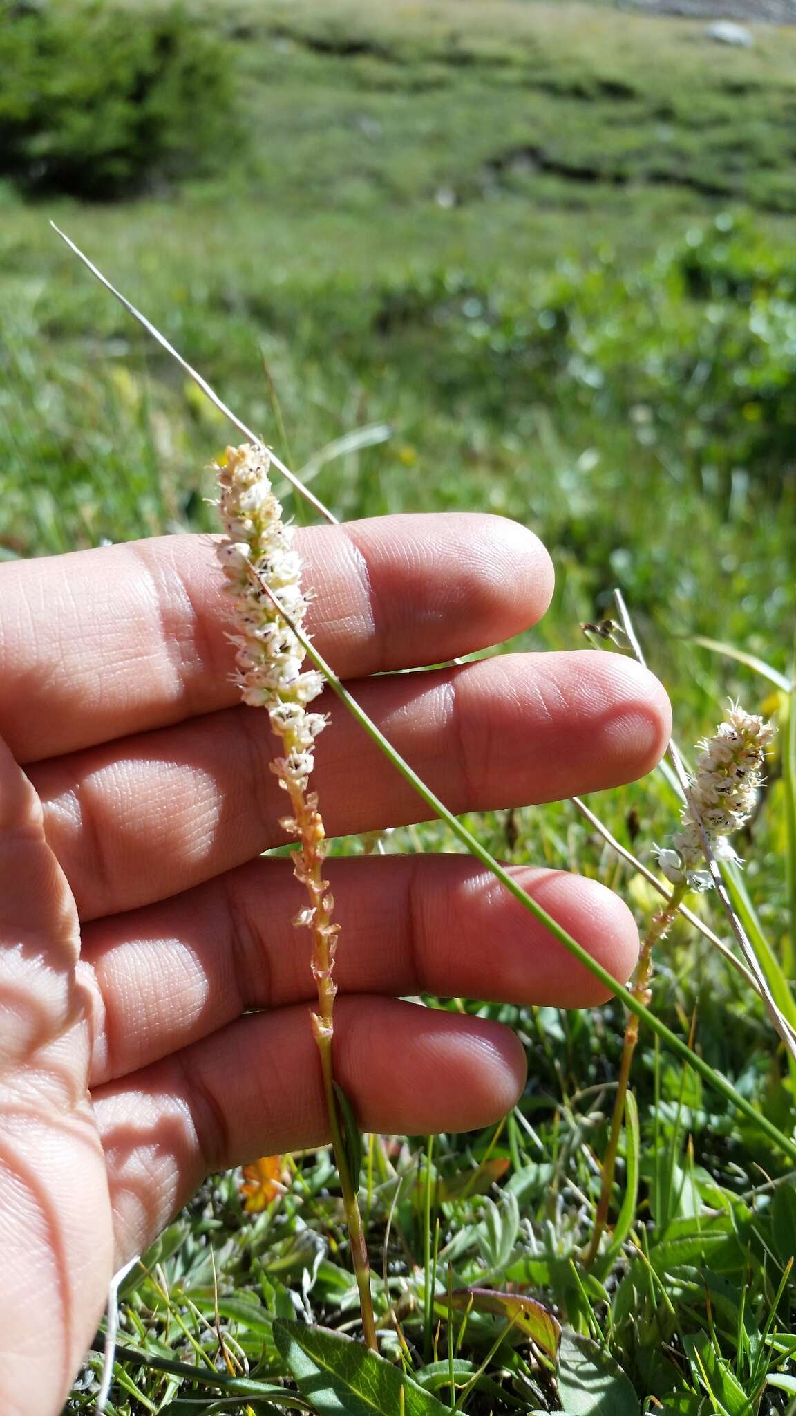 Imagem de Bistorta vivipara (L.) Delarbre