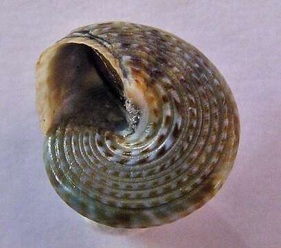 Image of Calliostoma virescens Coen 1933