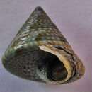 Image de Calliostoma virescens Coen 1933