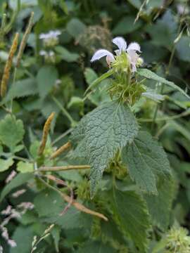 Слика од Lamium flexuosum Ten.