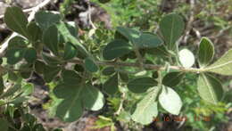 Image of common crowberry