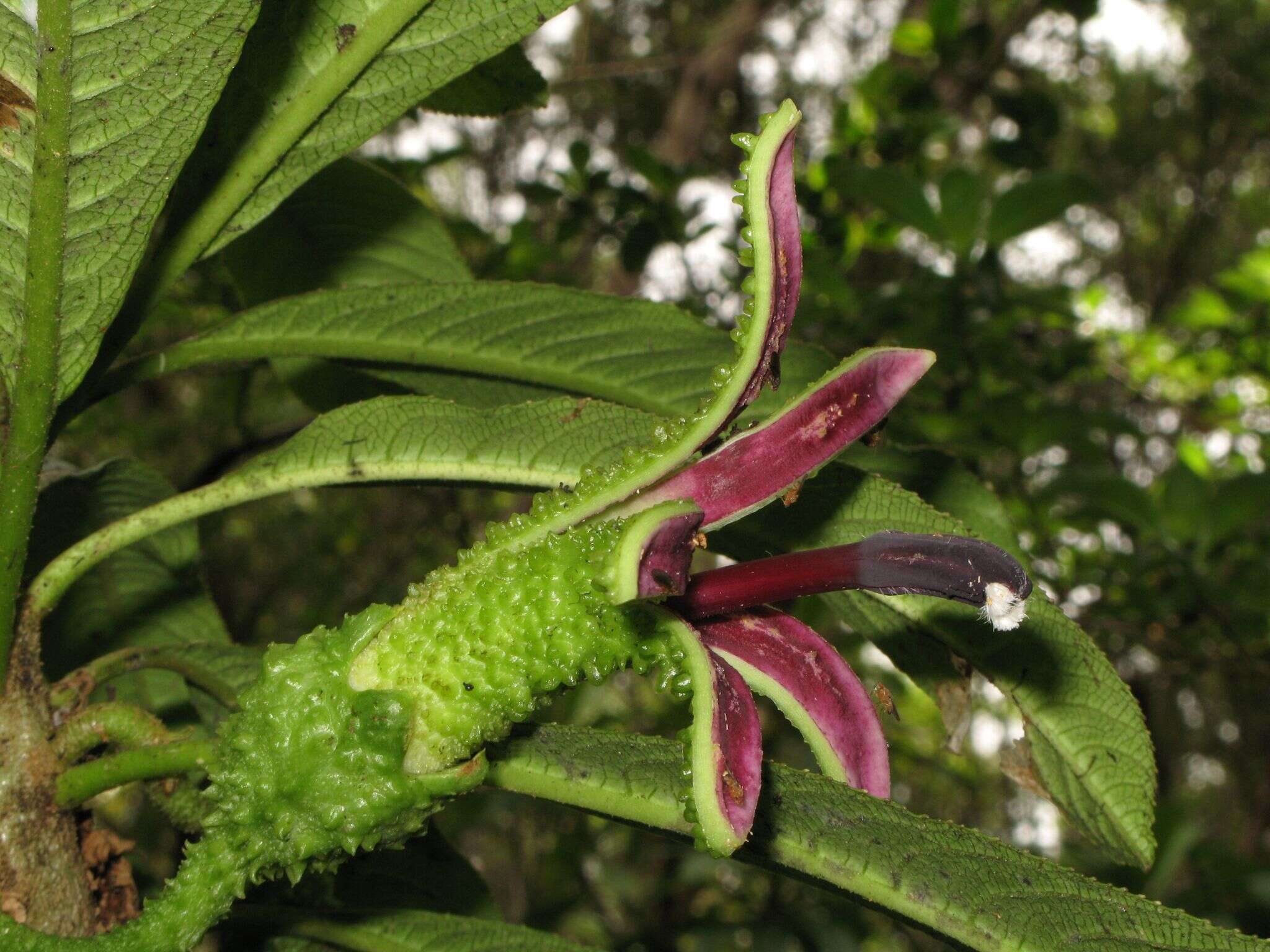 Слика од Clermontia tuberculata C. N. Forbes