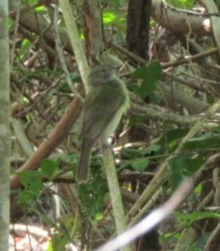 Image of Pale-bellied Neopelma