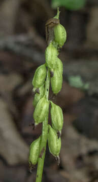 Image of Yellow coralroot