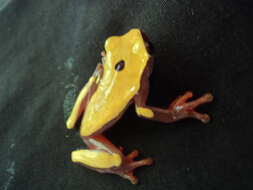 Image of Triangle Treefrog