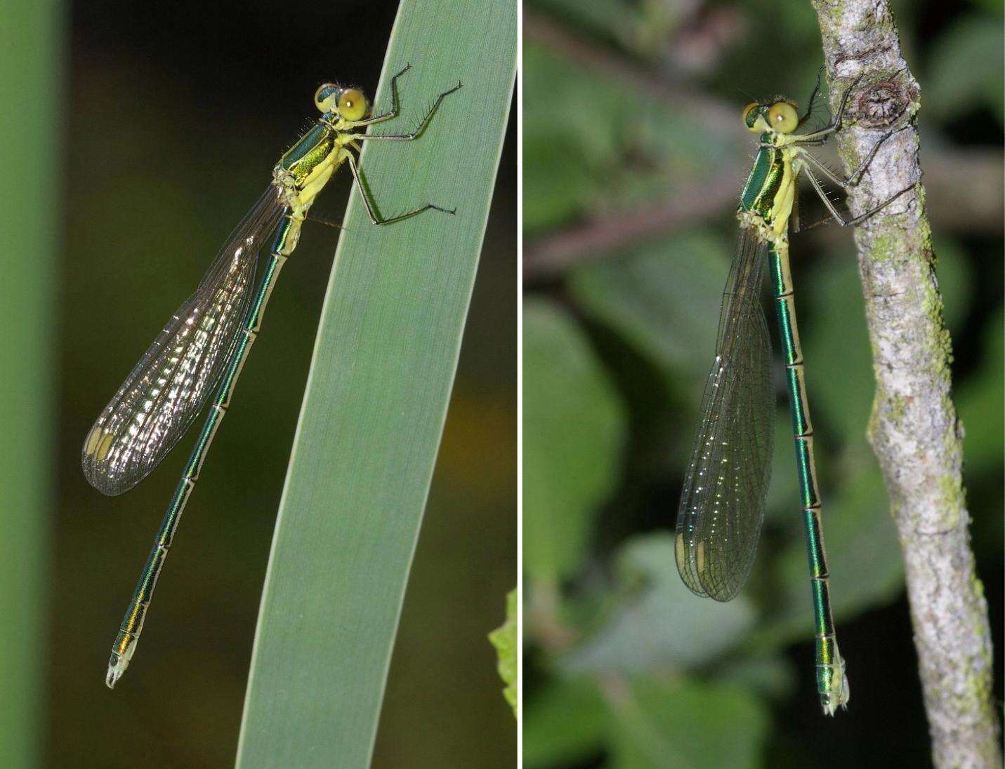 Image of Small Emerald Spreadwing