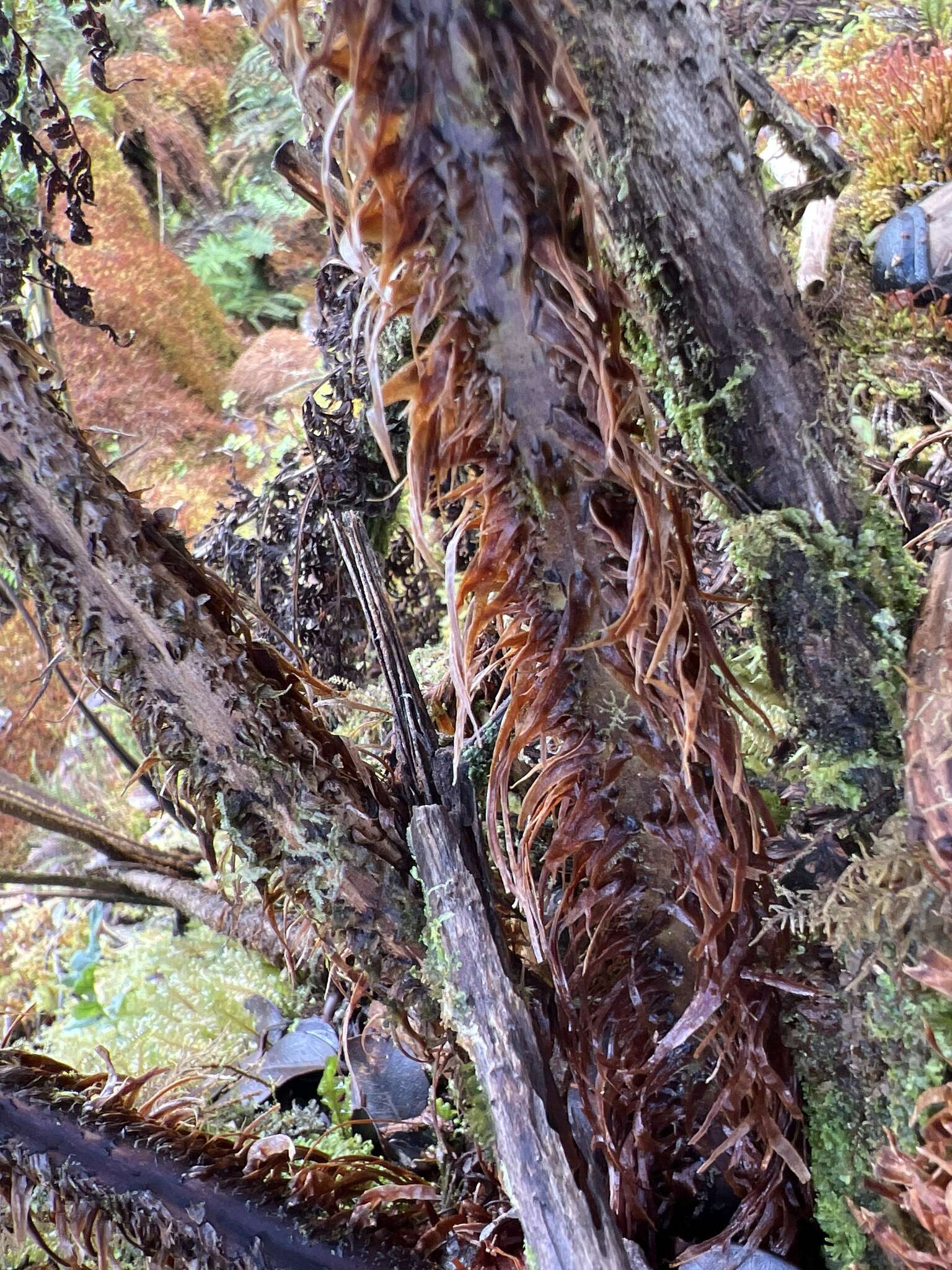 Imagem de Dryopteris unidentata (Hook. & Arn.) C. Chr.