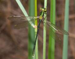 Image of Small Emerald Spreadwing