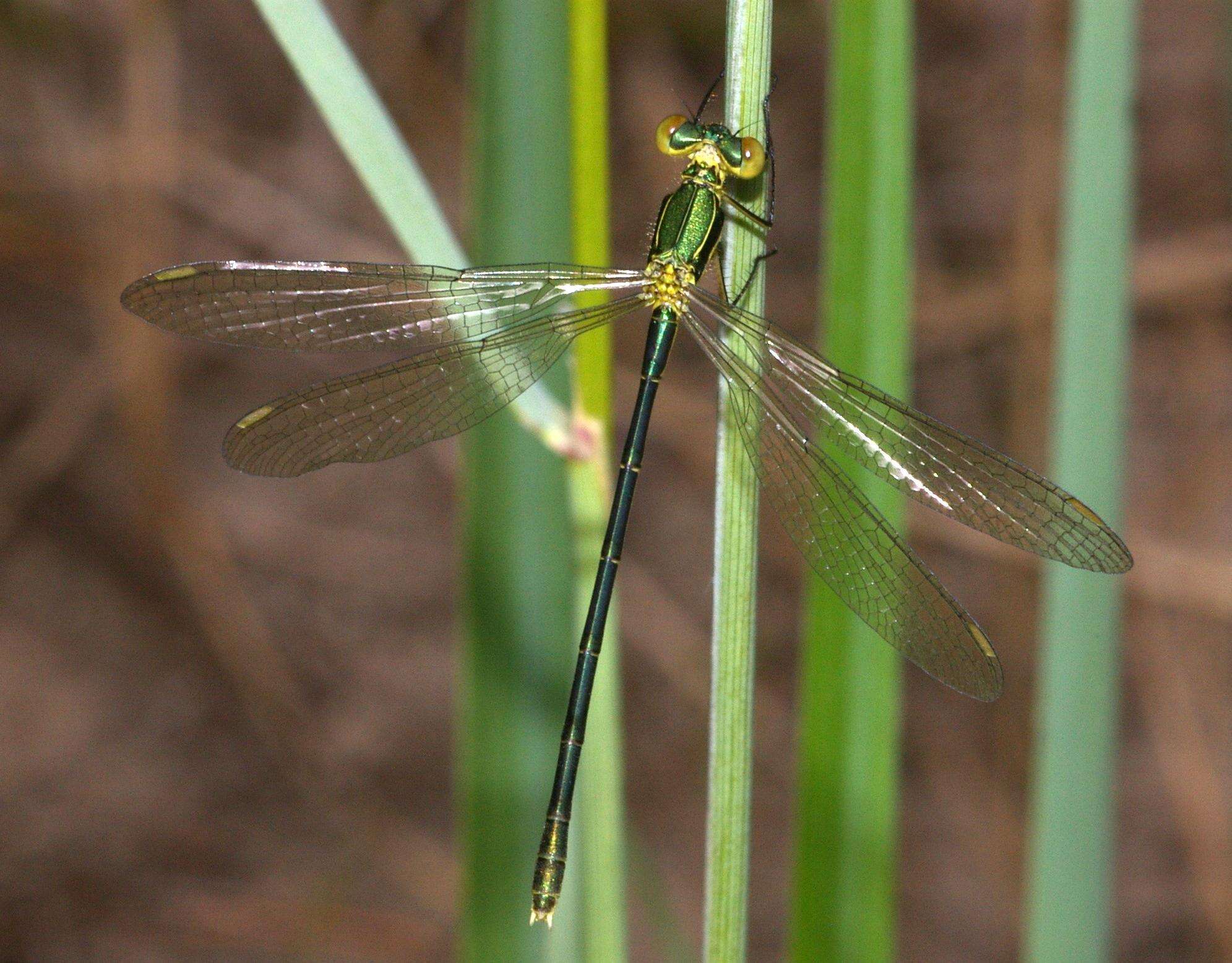 Image of Small Emerald Spreadwing