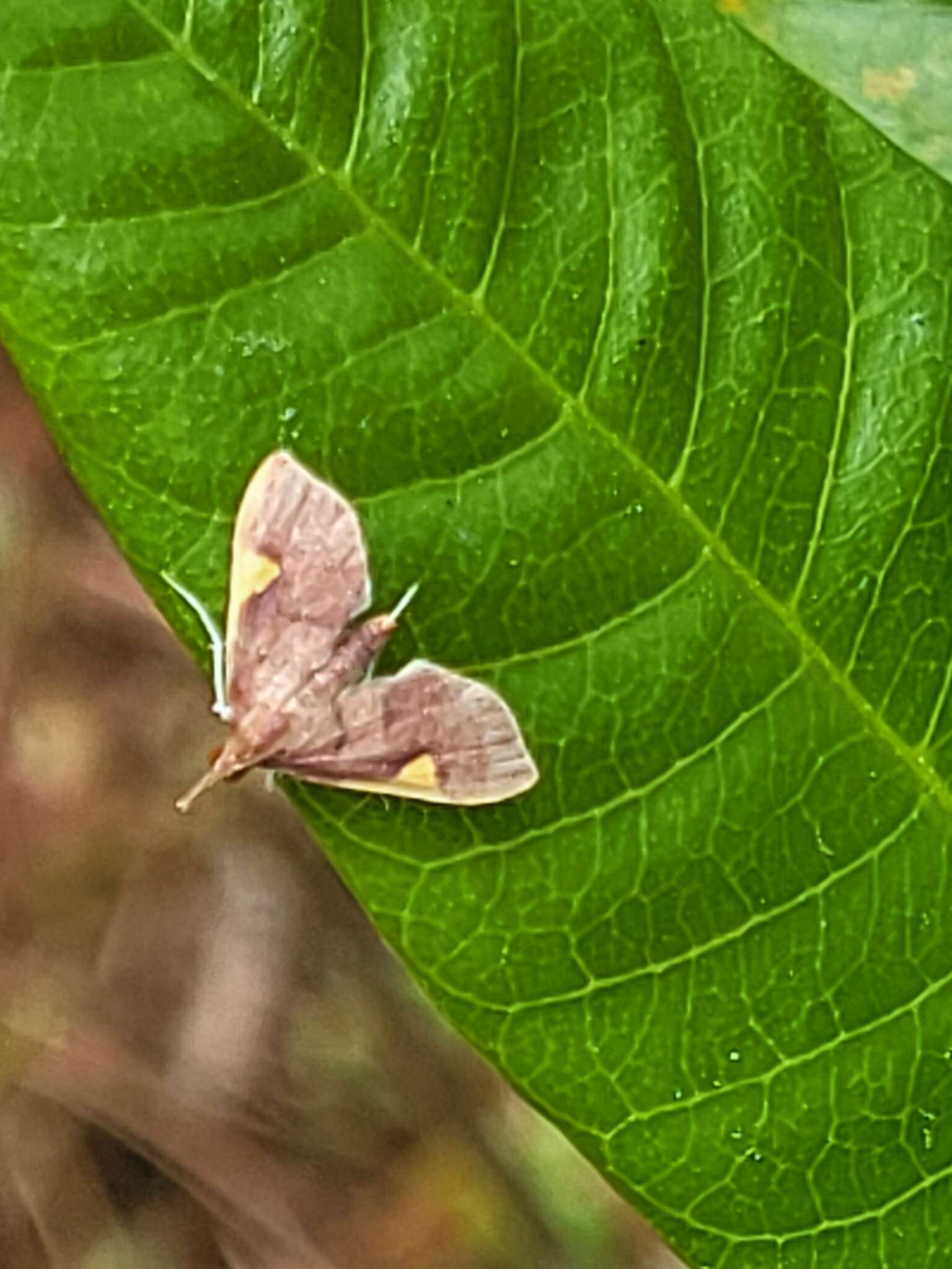 Imagem de Deuterophysa fernaldi Munroe 1983