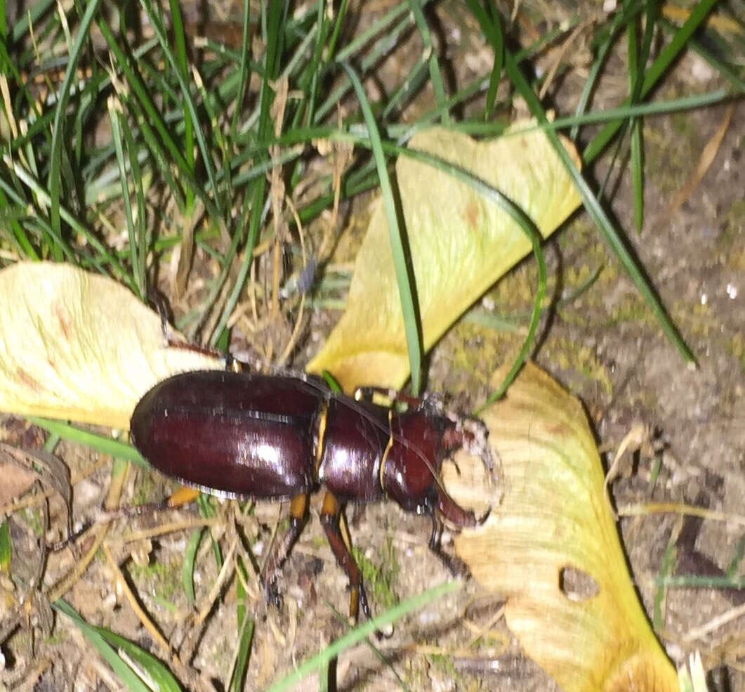 Lucanus (Pseudolucanus) capreolus (Linnaeus 1763)的圖片