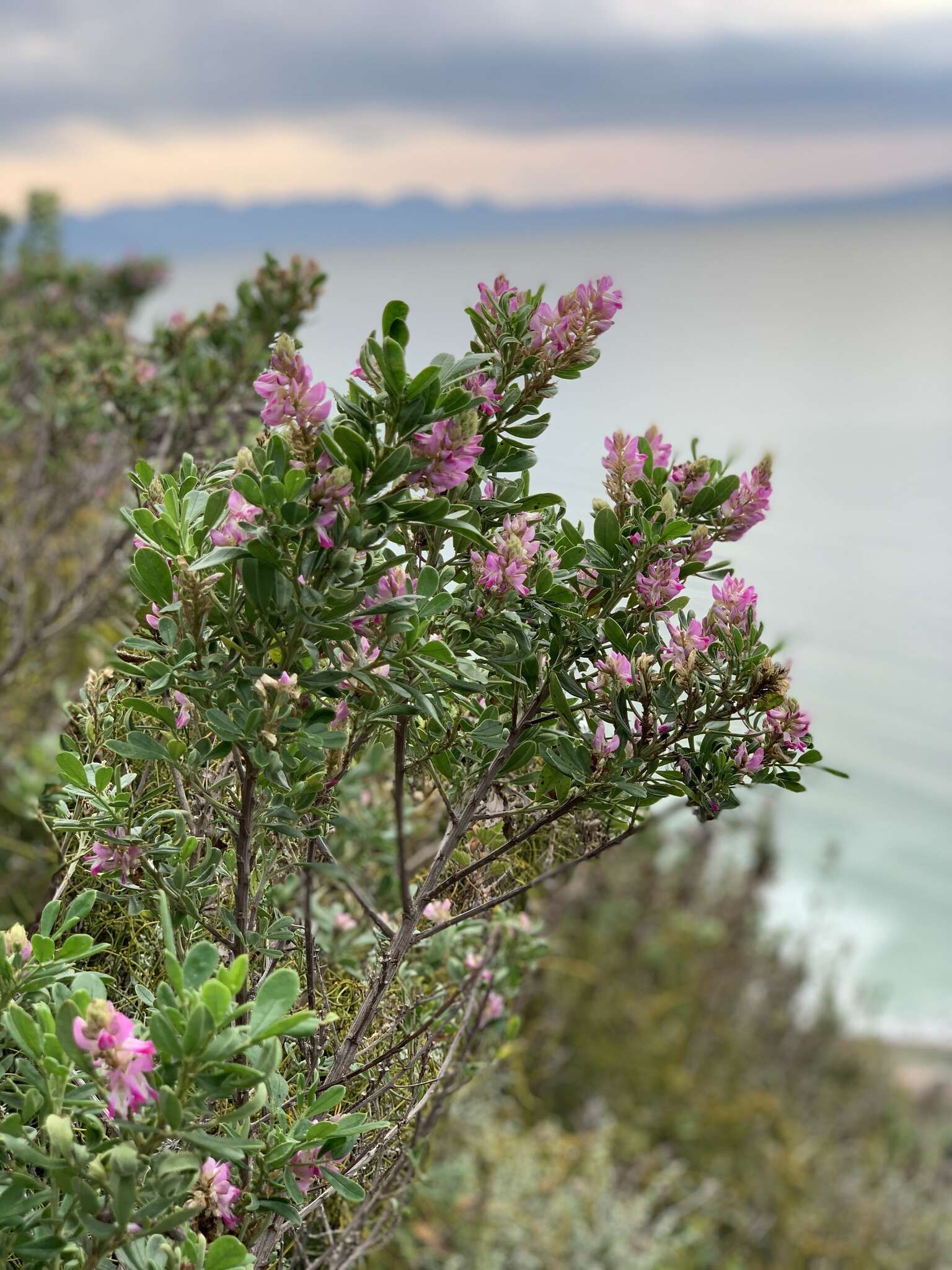 Imagem de Indigofera cytisoides Thunb.