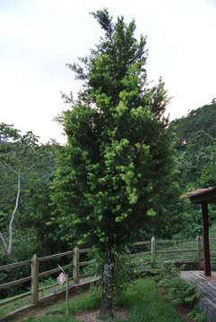 صورة Podocarpus angustifolius Griseb.