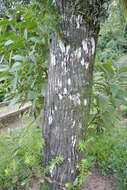 Image of Podocarpus angustifolius Griseb.