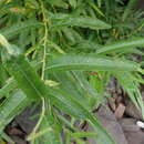 Sivun Salix pellita Anderss. kuva