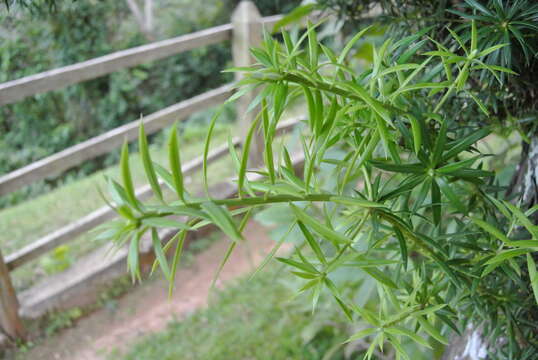 صورة Podocarpus angustifolius Griseb.