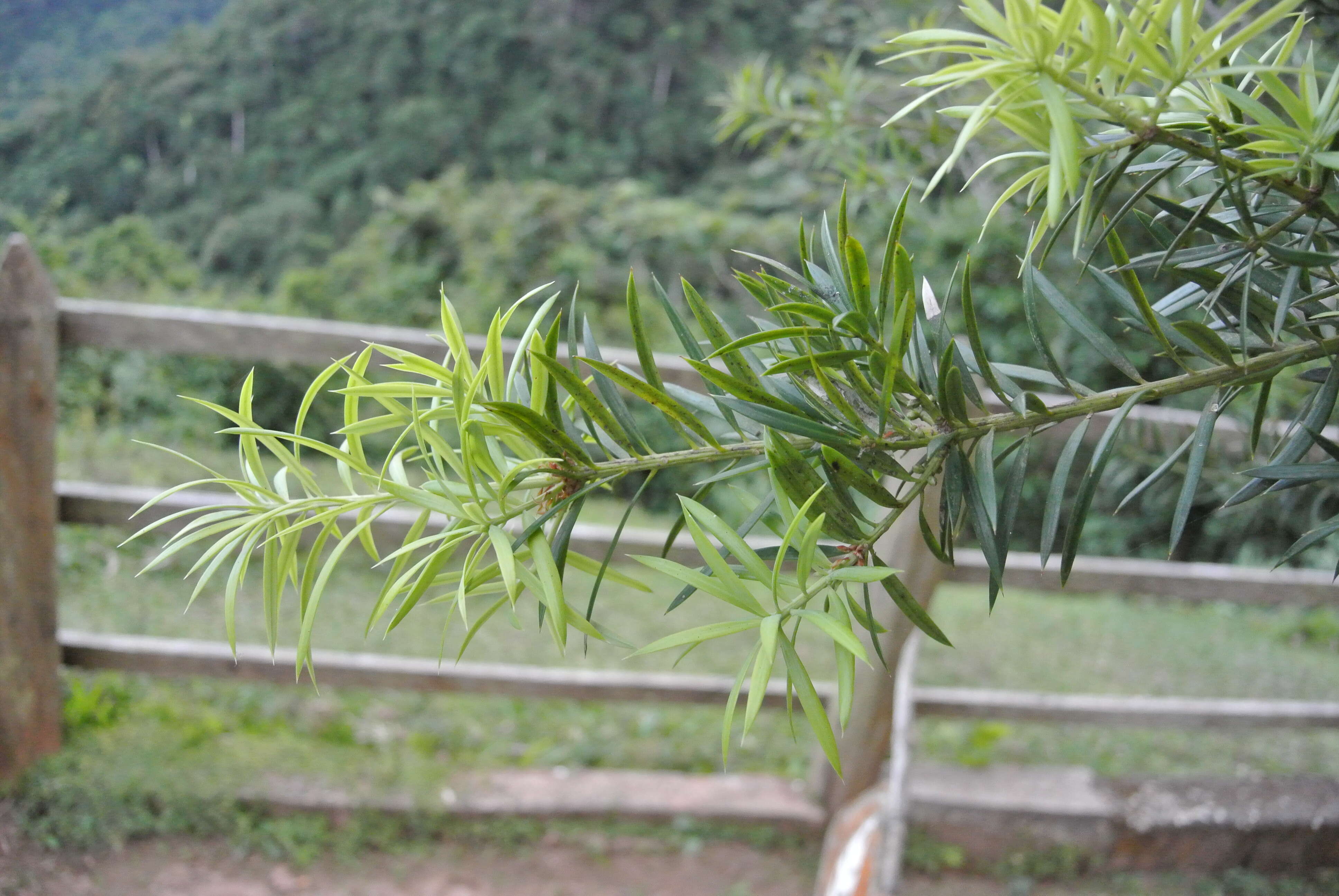 Image de Podocarpus angustifolius Griseb.