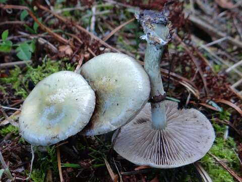 Image of verdigris agaric